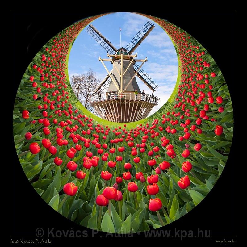 Keukenhof Hollandia 121.jpg